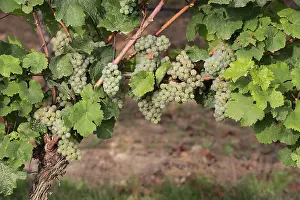 Uninhabited Vineyard Landscape Drucke: Grape vine (Vitis vinifera), Riesling