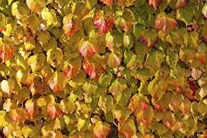 Wild Vine Drucke: Grape Vine (Vitis vinifera subsp)