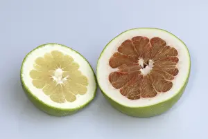 Studio Shot Fruit Drucke: Grapefruit (Citrus maxima)