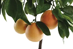 Grapefruit Nutrition Facts Drucke: Grapefruit tree