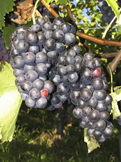 Agricultural Crops Drucke: Grapes