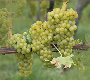 Harvest Season Drucke: Grapes