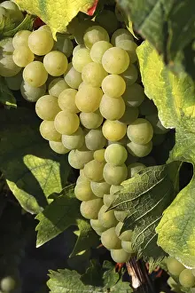 Wine Grape Images Drucke: Grapes