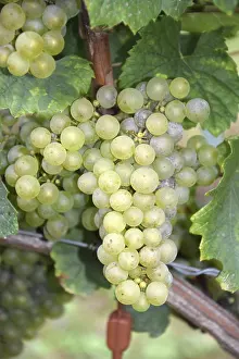 Grape Nutrition Facts Drucke: Grapes