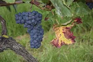 Uninhabited Agricultural Land Drucke: Grapes