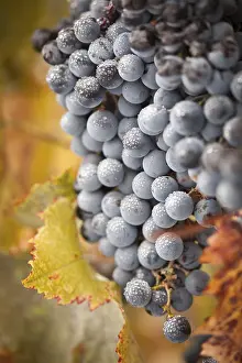 US Wine Producing Area Drucke: Grapes, grape vine, grape vineyard