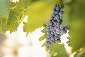 Wine Grape Cultivation Drucke: Grapes, grape vine, grape vineyard