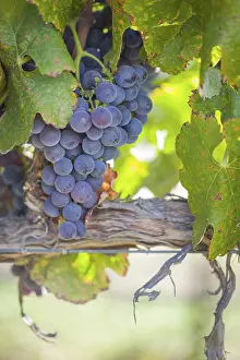 American Viticulture Drucke: Grapes, grape vine, grape vineyard