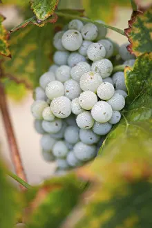 North America Viticulture Drucke: Grapes, grape vine, grape vineyard