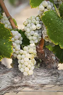 Wine Growing Region USA Drucke: Grapes, grape vine, grape vineyard