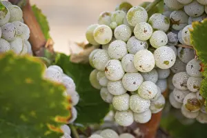 Temecula Wine Region Drucke: Grapes, grape vine, grape vineyard