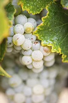 American Viticulture Drucke: Grapes, grape vine, grape vineyard