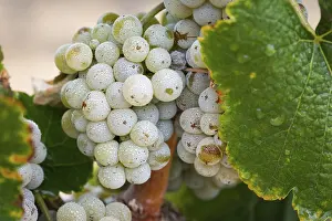 Uninhabited Vineyards Drucke: Grapes, grape vine, grape vineyard