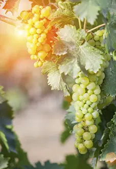 North America Viticulture Drucke: Grapes, grape vine, grape vineyard