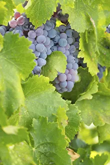 Wine Growing Region USA Drucke: Grapes, grape vine, grape vineyard