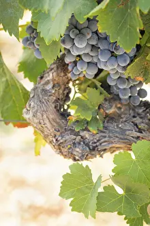 American Viticulture Drucke: Grapes, grape vine, grape vineyard