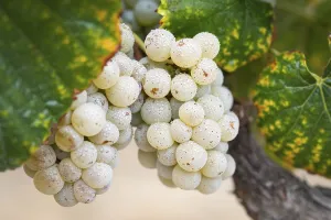 Vineyard Agriculture Drucke: Grapes, grape vine, grape vineyard