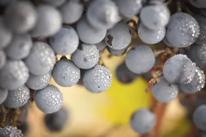 Vitaceae Plant Species Drucke: Grapes, grape vine, grape vineyard