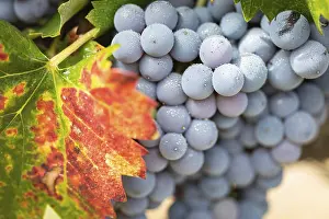 American Viticulture Drucke: Grapes, grape vine, grape vineyard