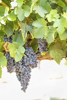 Wine Growing Region USA Drucke: Grapes, grape vine, grape vineyard