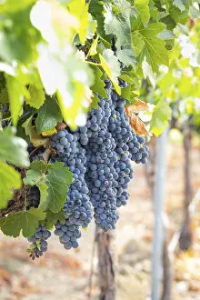 American Viticulture Drucke: Grapes, grape vine, grape vineyard