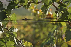 US Wine Producing Area Drucke: Grapes, grape vine, grape vineyard