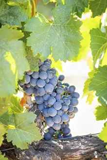 American Viticulture Drucke: Grapes, grape vine, grape vineyard