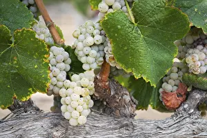 Vineyard Agriculture Drucke: Grapes, grape vine, grape vineyard