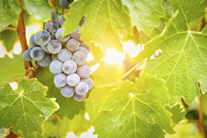 American Viticulture Drucke: Grapes, grape vine, grape vineyard