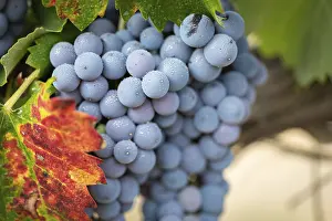 Wine Grape Cultivation Drucke: Grapes, grape vine, grape vineyard