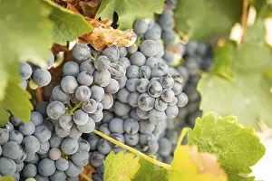 United States Viticulture Drucke: Grapes, grape vine, grape vineyard