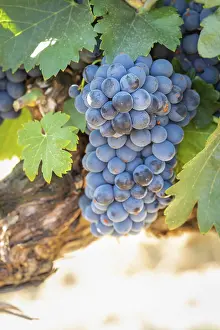 American Viticulture Drucke: Grapes, grape vine, grape vineyard