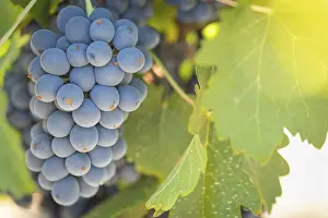 Uninhabited Vineyard Landscape Drucke: Grapes, grape vine, grape vineyard