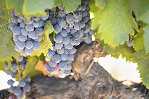 Vineyard Agriculture Drucke: Grapes, grape vine, grape vineyard