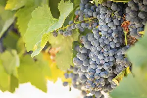 US Wine Producing Area Drucke: Grapes, grape vine, grape vineyard