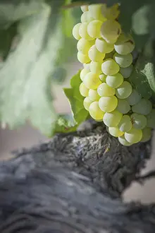American Viticulture Drucke: Grapes, grape vine, grape vineyard