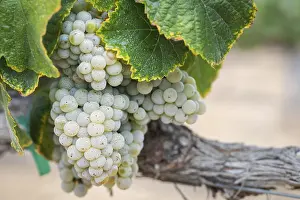 US Wine Producing Area Drucke: Grapes, grape vine, grape vineyard