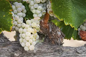 American Viticulture Drucke: Grapes, grape vine, grape vineyard