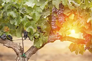 Agricultural Crop Plant Drucke: Grapes, grape vine, grape vineyard