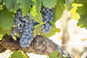 American Viticulture Drucke: Grapes, grape vine, grape vineyard
