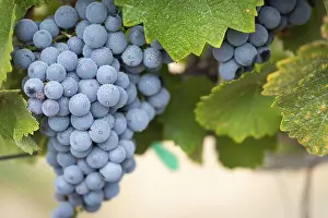 Agricultural Crop Plant Drucke: Grapes, grape vine, grape vineyard