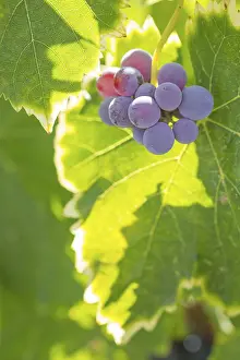 US Wine Producing Area Drucke: Grapes, grape vine, grape vineyard