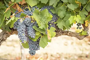 American Viticulture Drucke: Grapes, grape vine, grape vineyard