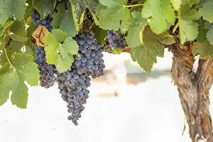 Uninhabited Vineyards Drucke: Grapes, grape vine, grape vineyard
