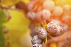 Grape Cultivation USA Drucke: Grapes, grape vine, grape vineyard