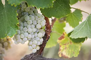 Uninhabited Vineyard Landscape Drucke: Grapes, grape vine, grape vineyard