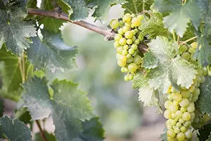 American Viticulture Drucke: Grapes, grape vine, grape vineyard