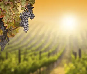 Wine Growing Region Drucke: Grapes, grape vine, grape vineyard