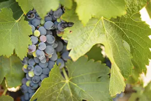 Deserted Vineyard Drucke: Grapes, grape vine, grape vineyard