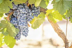 American Viticulture Drucke: Grapes, grape vine, grape vineyard